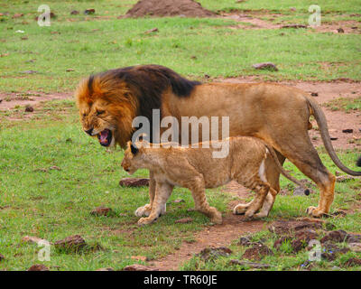 lion (Panthera leo), male lion snarling at a lion cub, side view, Kenya, Masai Mara National Park Stock Photo