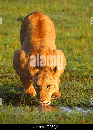 lion (Panthera leo), drinking lioness, front view, Kenya, Masai Mara National Park Stock Photo