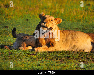 lion (Panthera leo), lion cub babbling with its mother in a meadow, Kenya, Masai Mara National Park Stock Photo