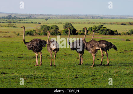 massai ostrich, masai ostrich, North African ostrich (Struthio camelus massaicus), troop ostriches standing in the savannah, Kenya, Masai Mara National Park