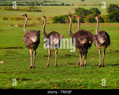 massai ostrich, masai ostrich, North African ostrich (Struthio camelus massaicus), troop ostriches standing in the savannah, Kenya, Masai Mara National Park Stock Photo