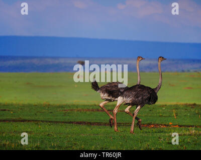 massai ostrich, masai ostrich, North African ostrich (Struthio camelus massaicus), two walking ostriches in the savannah, side view, Kenya, Masai Mara National Park Stock Photo