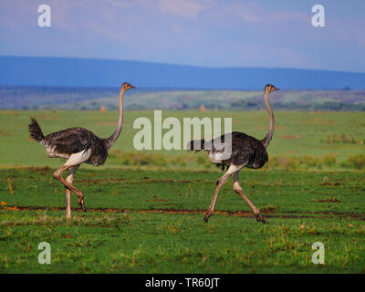 massai ostrich, masai ostrich, North African ostrich (Struthio camelus massaicus), two walking ostriches in the savannah, side view, Kenya, Masai Mara National Park Stock Photo