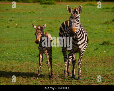 Boehm's zebra,  Grant's zebra (Equus quagga boehmi, Equus quagga granti), zebra mare standing with foal in a meadow, front view, Kenya, Masai Mara National Park Stock Photo