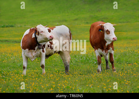 domestic cattle (Bos primigenius f. taurus), two cows standing together on a pasture, Germany