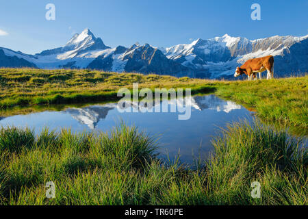 domestic cattle (Bos primigenius f. taurus), Fleckvieh at a mountain lake in the Bernese Alps, Schreckhorn and Finsteraarhorn in the background, Switzerland Stock Photo