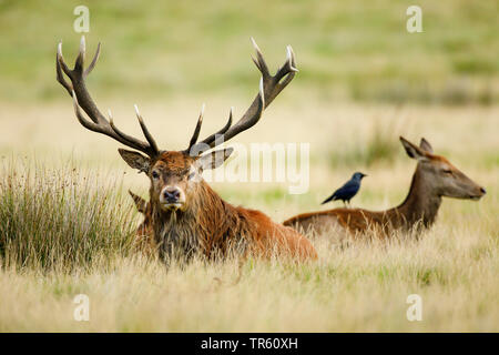 red deer (Cervus elaphus), hart resting with hinds in a meadow, Switzerland Stock Photo