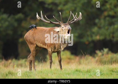 red deer (Cervus elaphus), belling hart standing in a clearing with a jackdaw on the back, side view, Switzerland Stock Photo