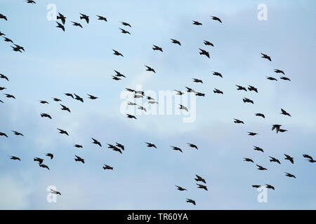 common starling (Sturnus vulgaris), flock at the sky, Switzerland Stock Photo