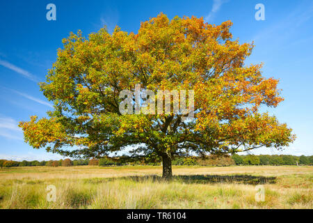 northern red oak (Quercus rubra), single tree in autumn in Richmond Park, United Kingdom, England, Richmond Park, London Stock Photo