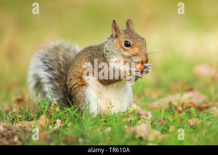 Eastern gray squirrel, Grey squirrel (Sciurus carolinensis), eating an acorn, United Kingdom, England, Richmond Park Stock Photo