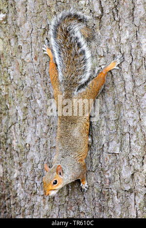 Underlay Doormat Stripes – Squirrel Tree NZ