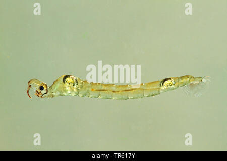 phantom midge, glassworm (Chaoborus spec.), larvae in water, Germany Stock Photo