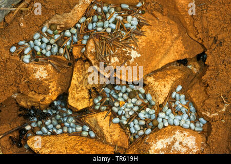 harvester ant (Messor spec,), in the nest with pupae, Germany Stock Photo