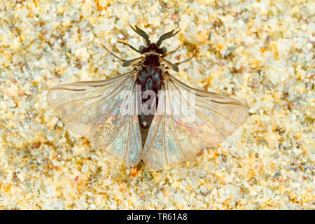 twisted-wing parasite (Stylops spec.), larvae on the abdomen of a wild ...