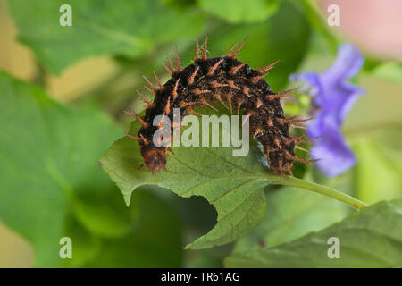 high brown fritillary (Argynnis adippe, Fabriciana adippe), caterpillar feeding viola, Germany Stock Photo