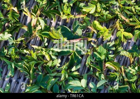 dog rose (Rosa canina), young leaves are collected and dried, Germany Stock Photo