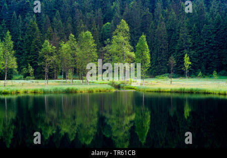 lake Ellbachsee, Germany, Baden-Wuerttemberg, Black Forest Stock Photo
