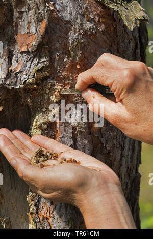 Scotch pine, Scots pine (Pinus sylvestris), pine resin is collected from bark, Germany Stock Photo