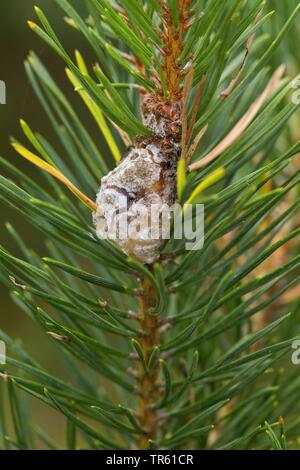 Pine Resin-gall Moth (Retinia resinella, Petrova resinella), gall at pine, Germany Stock Photo