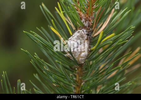 Pine Resin-gall Moth (Retinia resinella, Petrova resinella), gall at pine, Germany Stock Photo