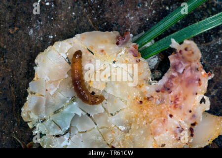Pine Resin-gall Moth (Retinia resinella, Petrova resinella), larva in opened gall at pine, pine resin gall, Germany Stock Photo