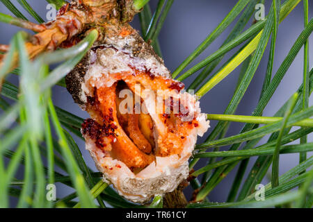 Pine Resin-gall Moth (Retinia resinella, Petrova resinella), larva in opened gall at pine, pine resin gall, Germany Stock Photo