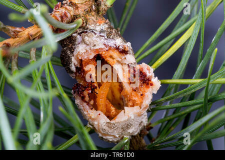 Pine Resin-gall Moth (Retinia resinella, Petrova resinella), larva in opened gall at pine, pine resin gall, Germany Stock Photo