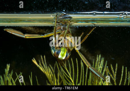common backswimmer, backswimmer, notonectid, notonectids (Notonecta glauca), swimming on its back at the water surface, front view, Germany Stock Photo
