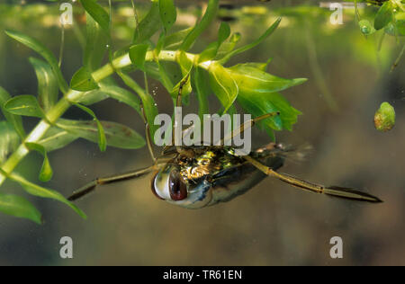 common backswimmer, backswimmer, notonectid, notonectids (Notonecta glauca), swimming on its back at the water surface, side view, Germany Stock Photo