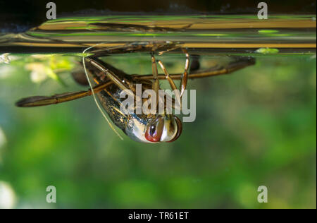 common backswimmer, backswimmer, notonectid, notonectids (Notonecta glauca), swimming on its back at the water surface, Germany Stock Photo