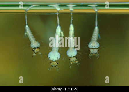 house mosquito, northern common house mosquito, common gnat, house gnat (Culex pipiens), larva at water surface, Germany Stock Photo