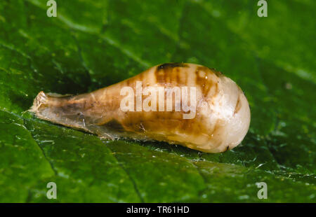 Marmalade hoverfly (Episyrphus balteatus), pupa on a leaf, Germany Stock Photo