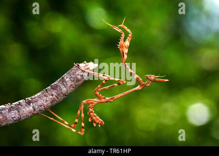 Conehead Mantis (Empusa pennata), nymph at a branch, side view Stock Photo