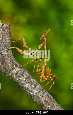 Conehead Mantis (Empusa pennata), nymph at a branch, side view Stock Photo