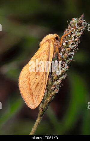 Ghost Moth, Ghost Swift (Hepialus humuli, Hepialus griseomaculata, Hepialus radiata), female on plant, Germany Stock Photo