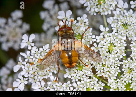 Tachinid Fly, parasitic fly (Tachina fera), sitting on umbellifer, Germany Stock Photo