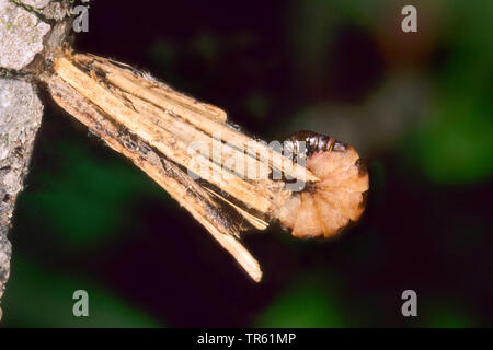Common bagworm (Psyche casta), caterpillar in a weave, Germany Stock Photo