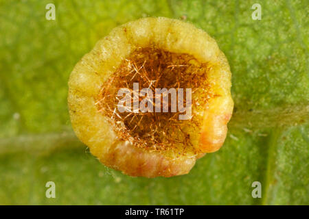 oak leaf smooth-gall cynipid wasp, Schenck's gall wasp, smooth spangle gall wasp (>smooth spangle gall) (Neuroterus albipes, Neuroterus laeviusculus), gall at oaf leaf, parthenogenetic generation, Germany Stock Photo