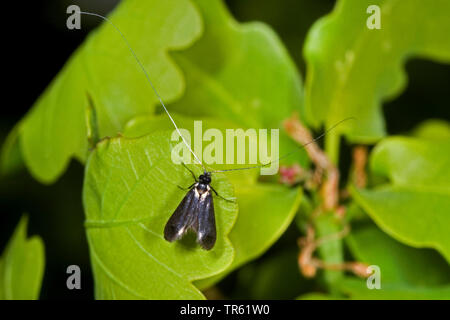 Green Longhorn, Green Long-horn (Adela reaumurella, Phalaena reaumurella, Phalaena viridella, Adela viridella), sitting on a leaf, view from above, Germany Stock Photo