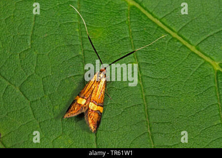 Longhorn Moth (Nemophora degeerella, Adela degeerella), female sitting on a leaf, view from above, Germany Stock Photo