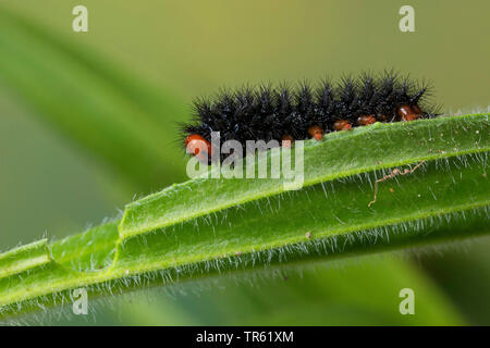 Glanville fritillary (Melitaea cinxia, Mellicta cinxia), caterpillar on a leaf, Germany Stock Photo