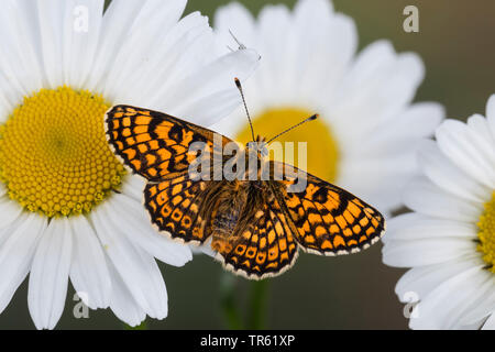 Glanville fritillary (Melitaea cinxia, Mellicta cinxia), on a daisy, Germany Stock Photo