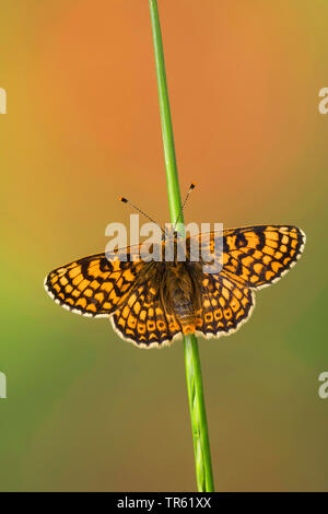 Glanville fritillary (Melitaea cinxia, Mellicta cinxia), on a stem, Germany Stock Photo