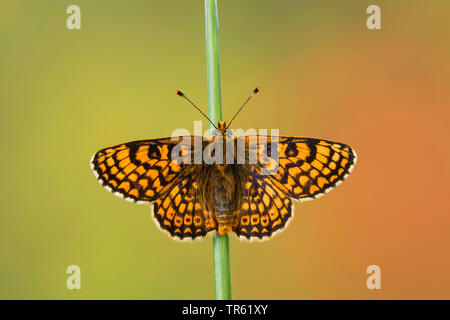 Glanville fritillary (Melitaea cinxia, Mellicta cinxia), on a stem, Germany Stock Photo