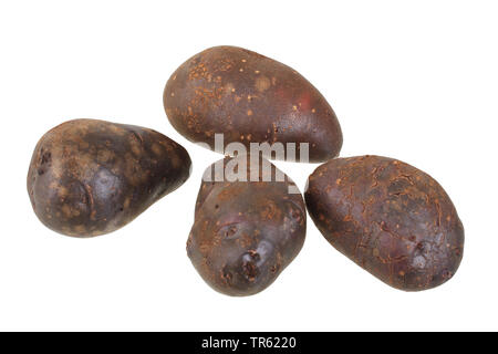 potato (Solanum tuberosum Shetland Black), potatoes of cultivar Shetland Black, cutout Stock Photo