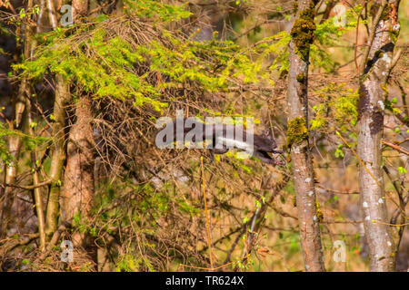 European red squirrel, Eurasian red squirrel (Sciurus vulgaris), jumping from tree to tree, Austria, Tyrol