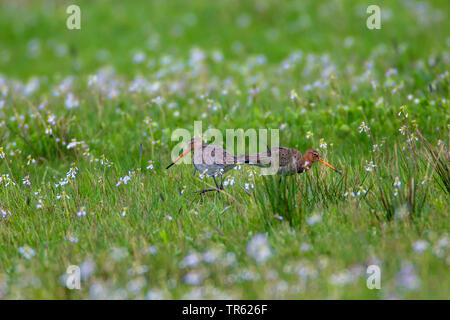 black-tailed godwit (Limosa limosa), pair foraging in a blooming wet meadow, Germany, Bavaria Stock Photo