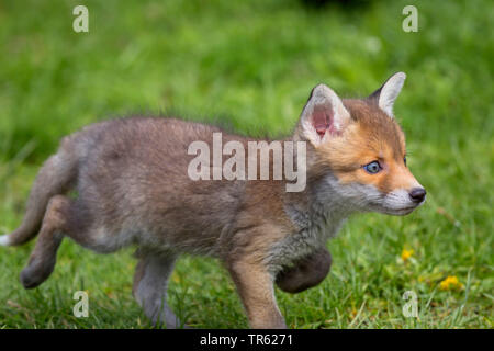 red fox (Vulpes vulpes), fox cub running over a meadow, side view, Germany, Bavaria Stock Photo