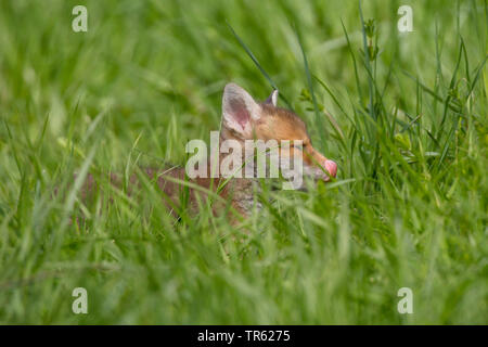 red fox (Vulpes vulpes), fox cub roaming through high grass and licking its snout, side view, Germany, Bavaria Stock Photo